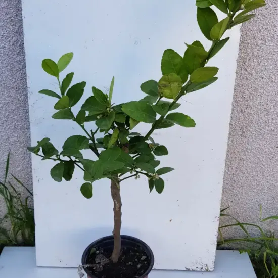 Citron vert 'Mexicana'