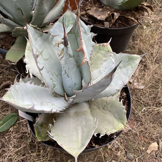Agave  'White ice'