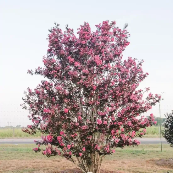 Lilas des indes 'Twilight magic'