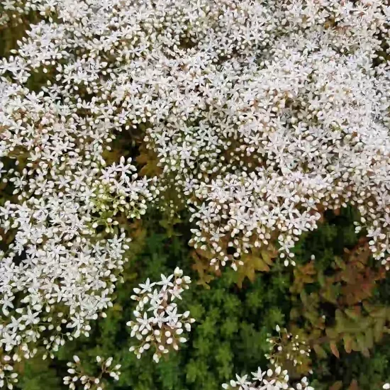 Sédum blanc ' '