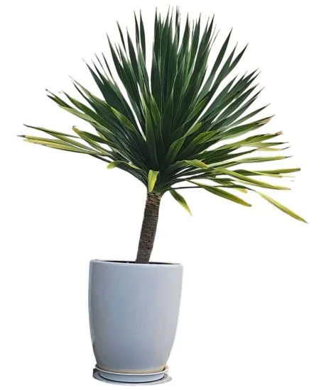 Yucca pied d'éléphant