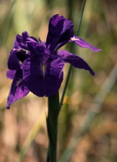 Iris d'allemagne 'Titane glory violet'