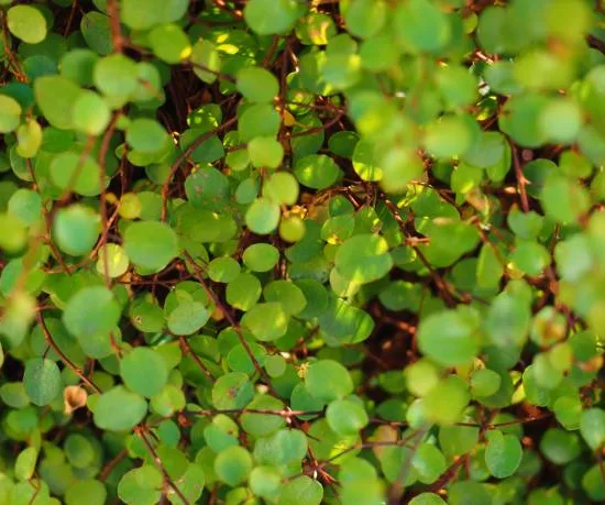 Muehlenbeckia, Plante fil de fer ou Wire Vine