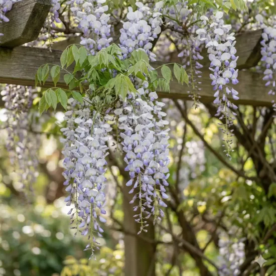 Glycine de chine 'Maria'