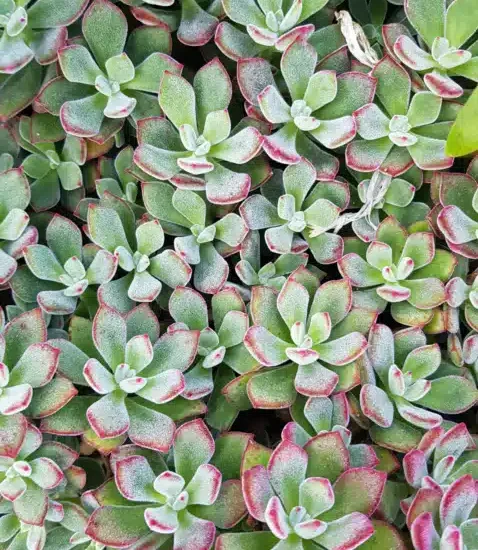 Echeveria 'Devotion'