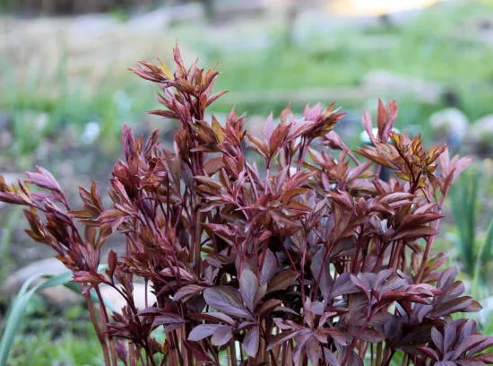 Lophomyrthus 'Magic dragon'
