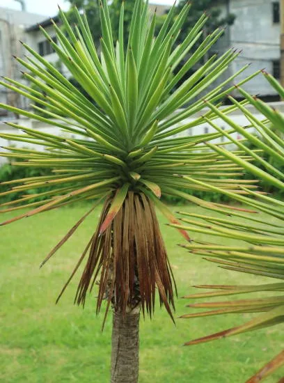 Faux-Dragonnier 'Torbay Dazzler'