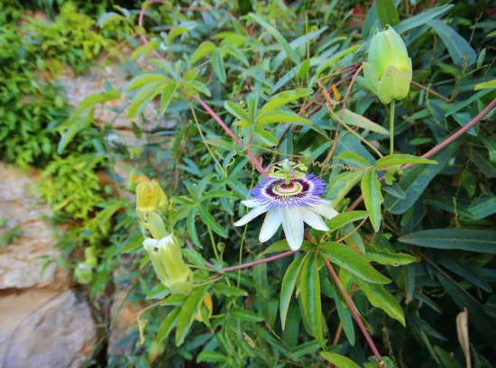 Passiflore bleue