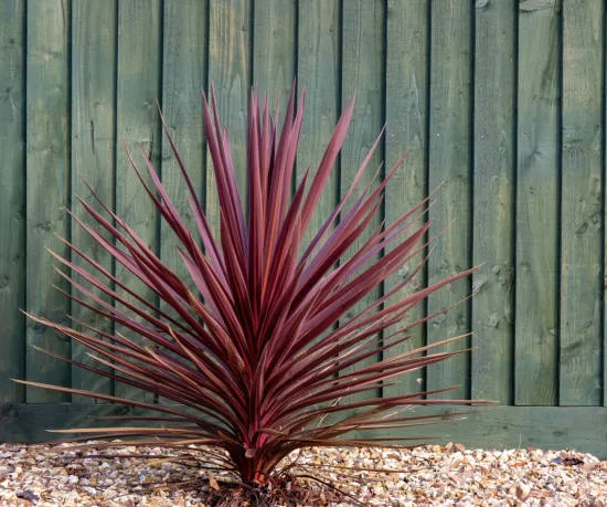 Cordyline 'Red Star'