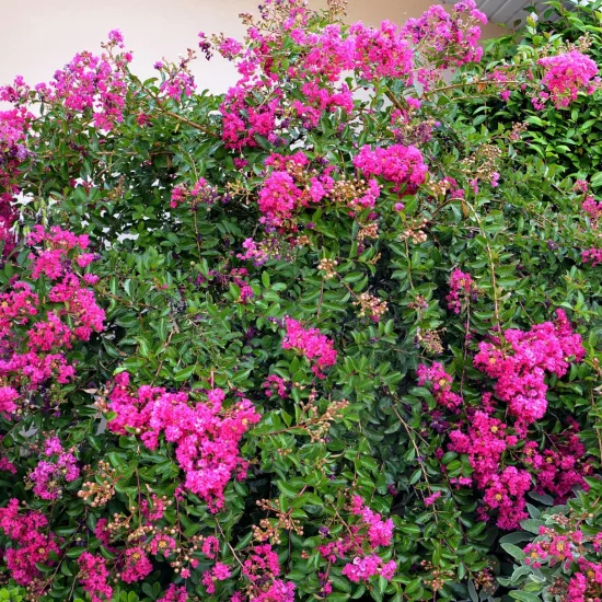 Lilas des indes 'Fuchsia'