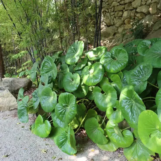 Plante panthère géante 'Gigantea'