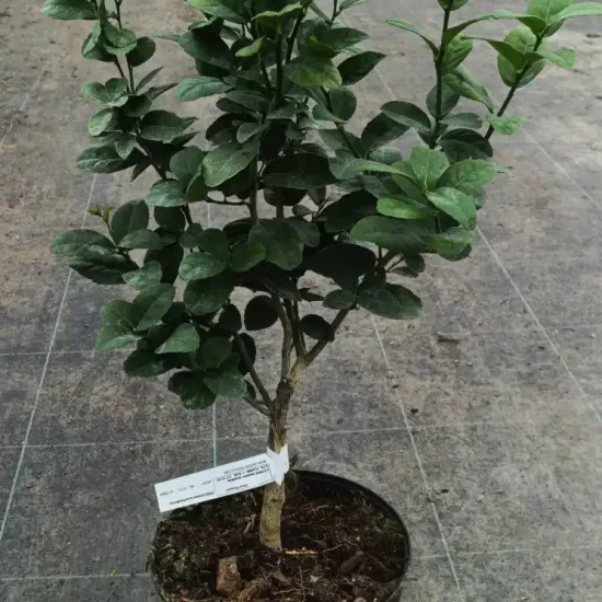 Citron vert 'Mexicana'
