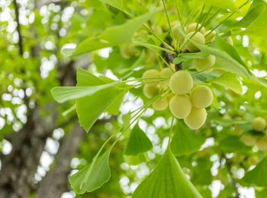Arbre aux quarante écus