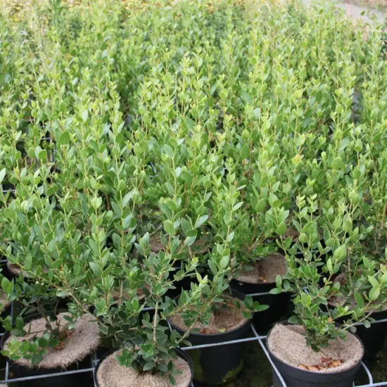 Filaria