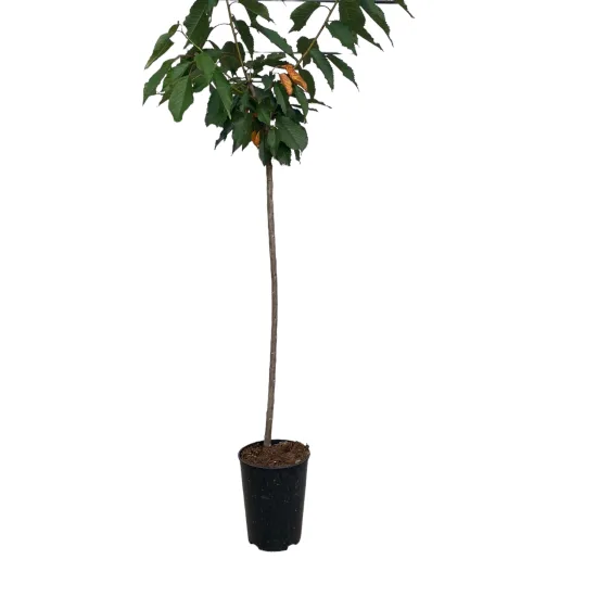 Ceriser bing
