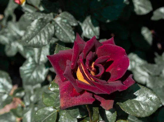 Rosier 'Eddy mitchell '