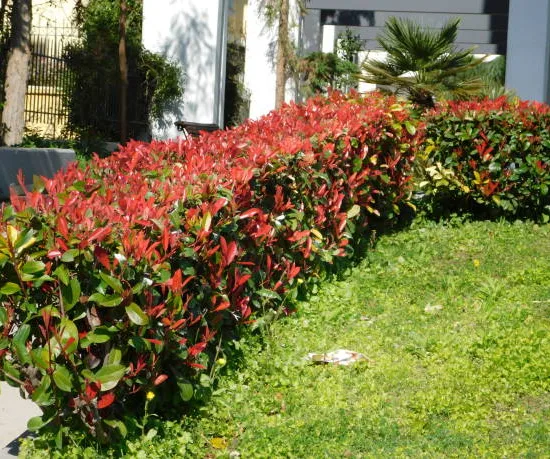 Photinia Fraseri Carré Rouge