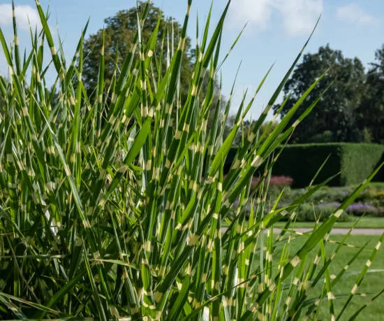 miscanthus sinensis zebrinus, miscanthe, roseau de chine
