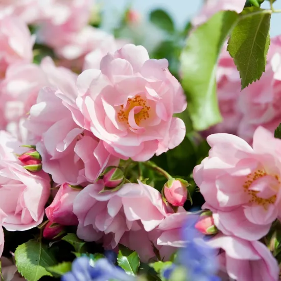Rosier 'Mareva rose tendre '