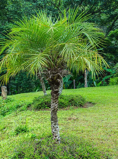 Phoenix roebelenii