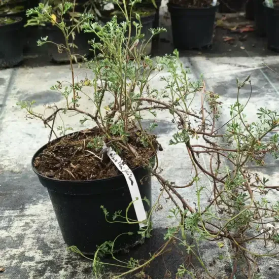 Géranium au parfum d'eucalyptus ' '