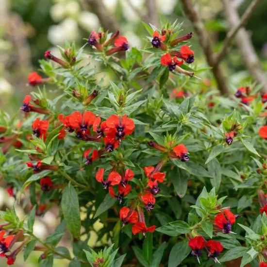 Cuphée 'Torpedo'
