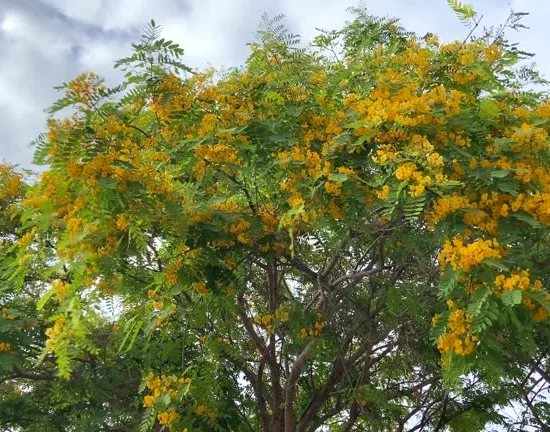Tipuana Tipu