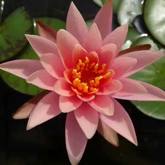 Nénuphar 'Colorado'