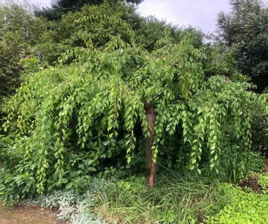 Saule marsault pleureur 'Pendula kilmarnock'