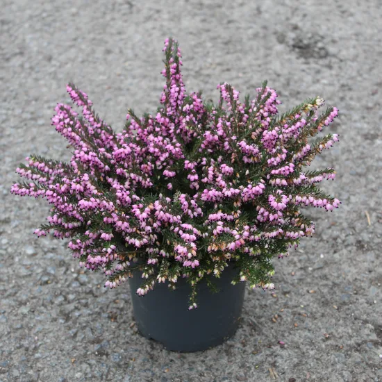 Bruyère 'Rouge'
