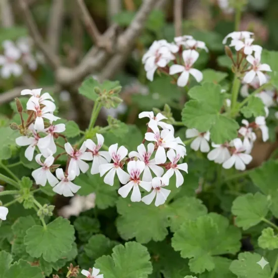 Géranium au parfum de pin-muscade ' '