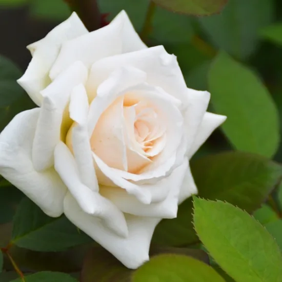 Rosier 'Blanche colombe'