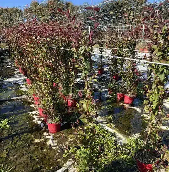 Chèvrefeuille du japon 'Chinensis'