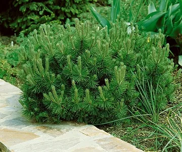 Pin de montagne 'Pumilio'
