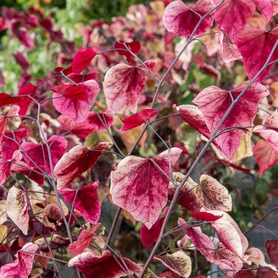 Gainier du Canada 'Carolina Sweetheart'