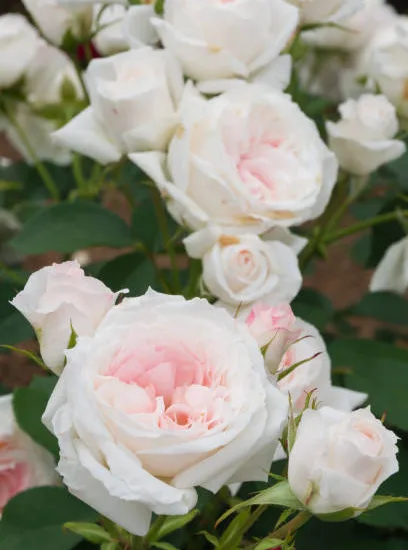 Rosier 'Mme de la valliere'