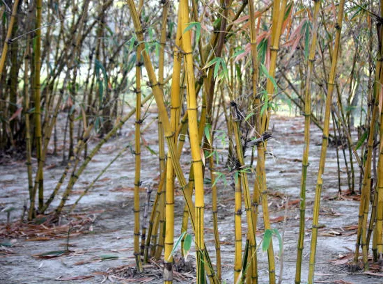 Bambou jaune strié vert