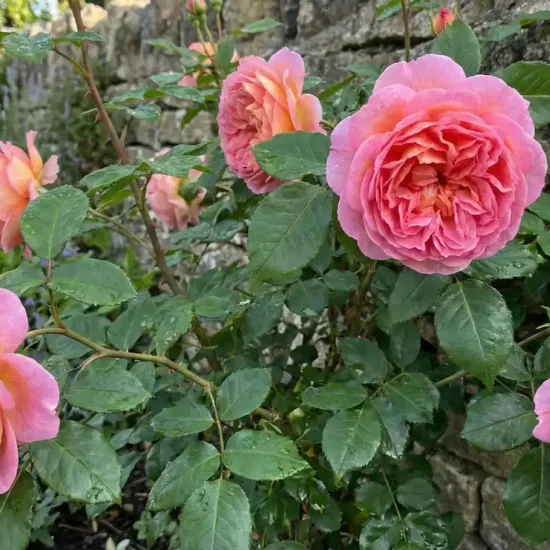 Rosier 'Wildeve '