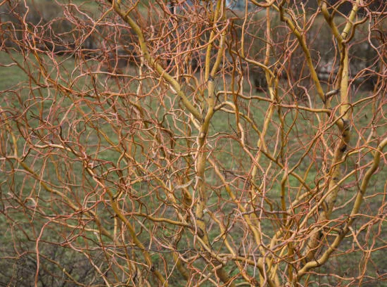 Saule 'Erythroflexuosa'