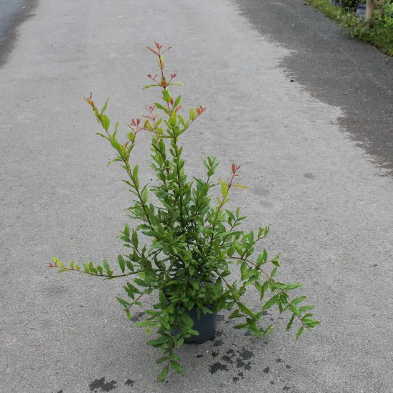 Grenadier à fleurs 'Early'