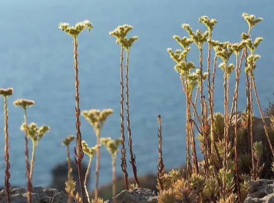 Orpin/sedum de Nice