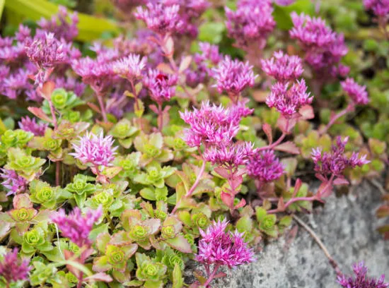 Orpin/sedum bâtard 'variegatum'