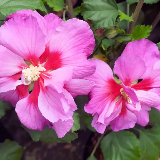 Althéa 'Hibisa parma'