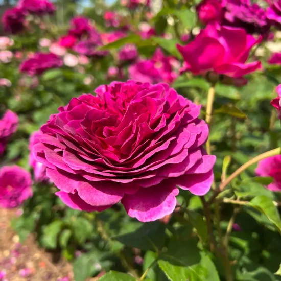 Rosier 'Purple voluptia'