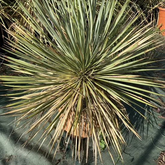 Yucca de thompson
