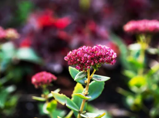 Orpin/sedum 'bertam anderson' rouge