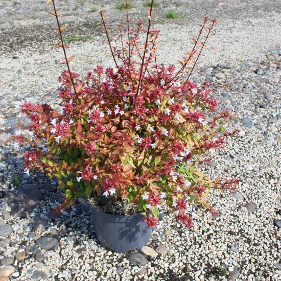 abelia à grandes fleurs Kaleidoscope
