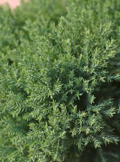 Genévrier de Chine Stricta, Genévrier de Chine colonnaire
