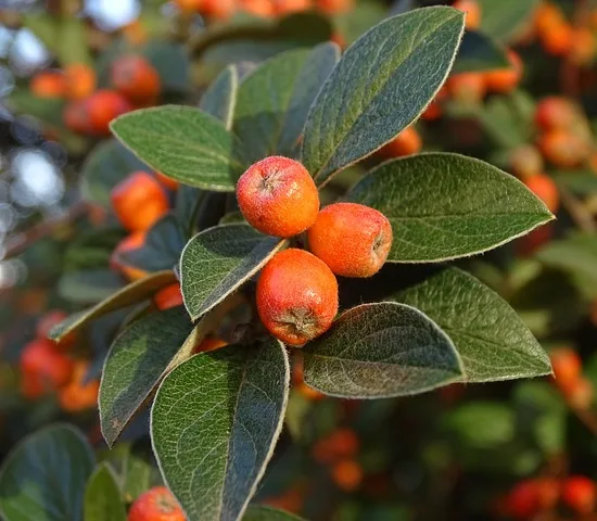Cotoneaster horizontalis