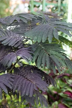 Arbre à soie 'Chocolat fountain'